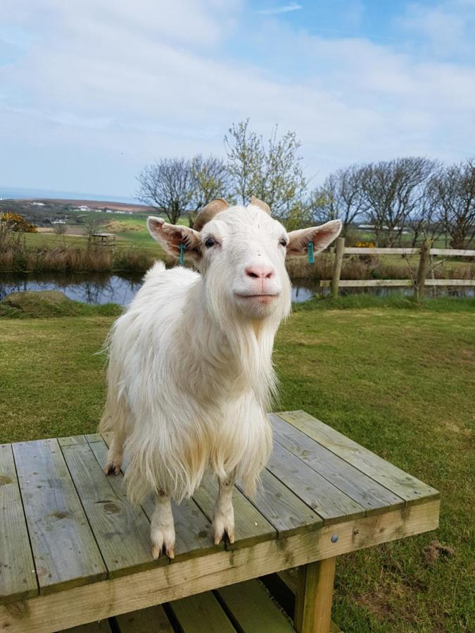 Noddfa Farm Guest House Haverfordwest Eksteriør bilde